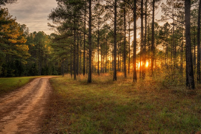 sunlight, trees, dirtroad