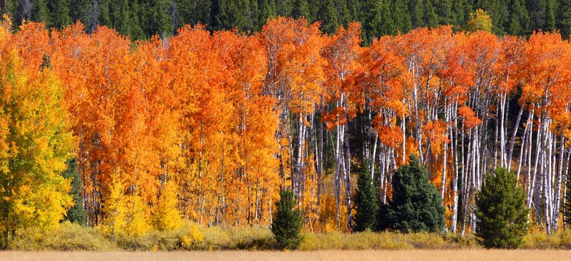 colorful, fall, green, yellow, orange, trees, nature