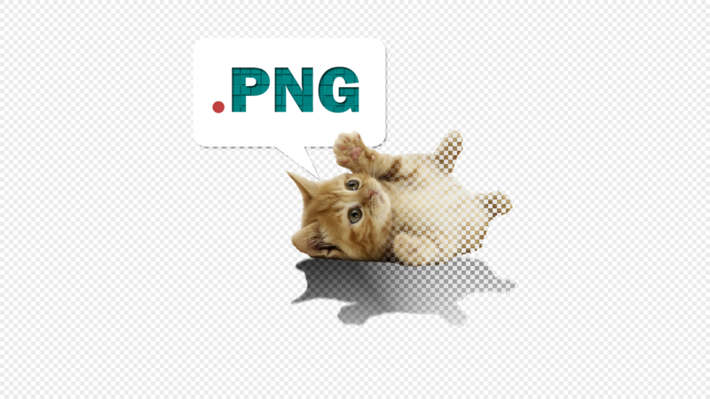 humor, cats, minimalism, animals, kittens