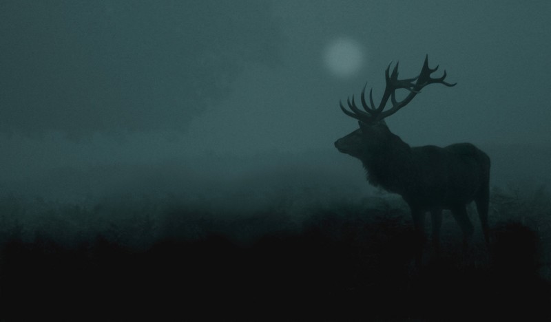 deer, nature, antlers
