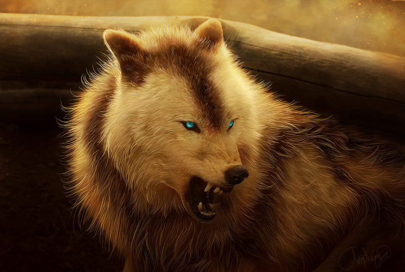 wolf, animals, blue eyes