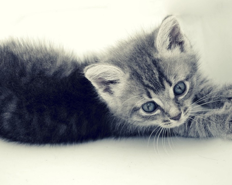 cats, animals, kittens