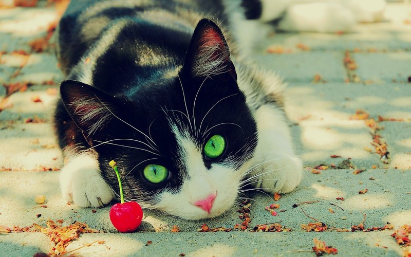 cats, depth of field, animals