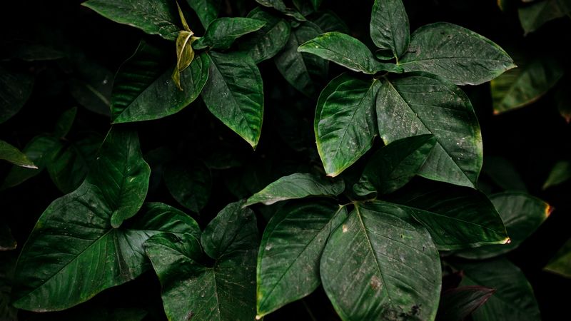 leaves, green, plant, surface, dirty, 4k