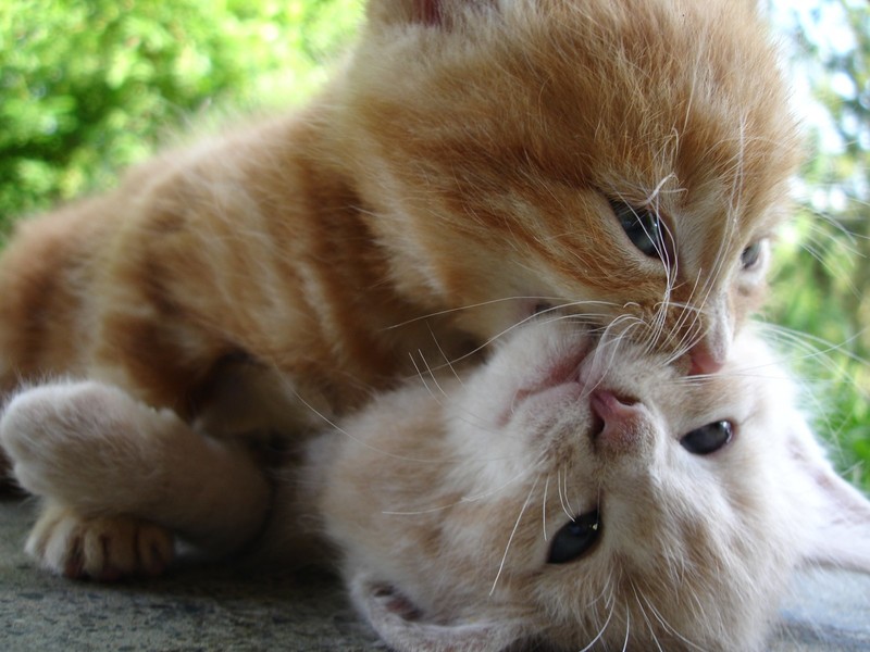 cats, depth of field, kittens, whiskers