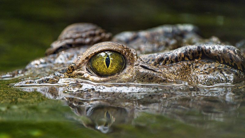crocodile, eye, predator, reptiles, water, 4k