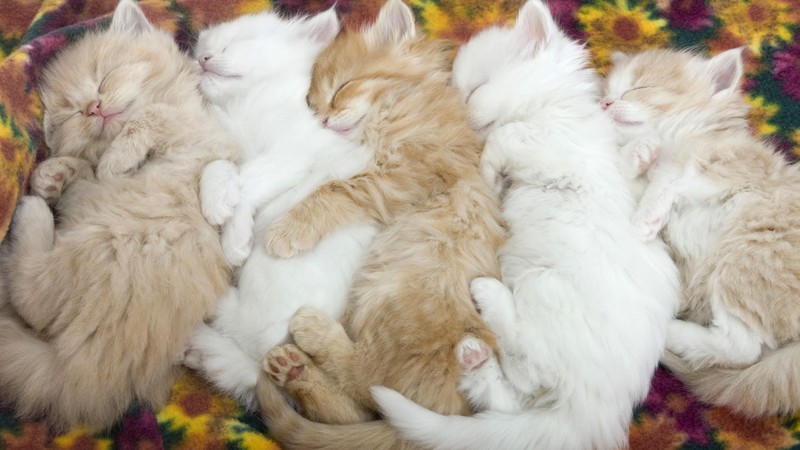 cats, sleeping, animals