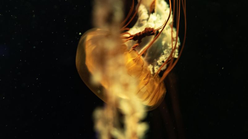 jellyfish, tentacles, underwater world, depth, close-up, 4k