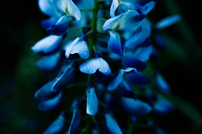 macro, plants, closeup