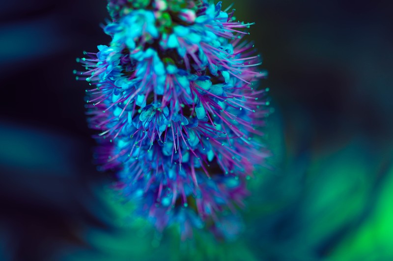 macro, plants, closeup