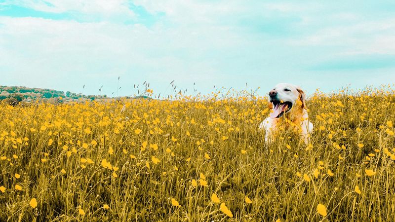 dog, field, flowers, protruding tongue, cute, 4k