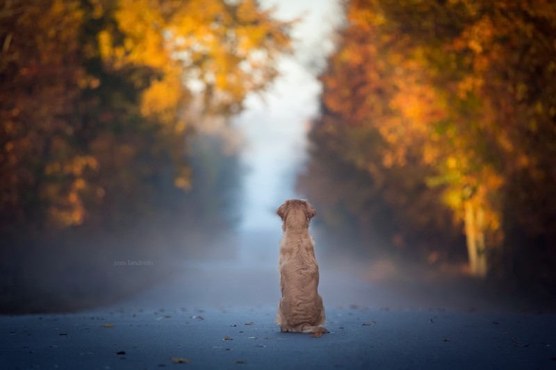 dog, fall, leaves, blue, animals, mist, road, solice