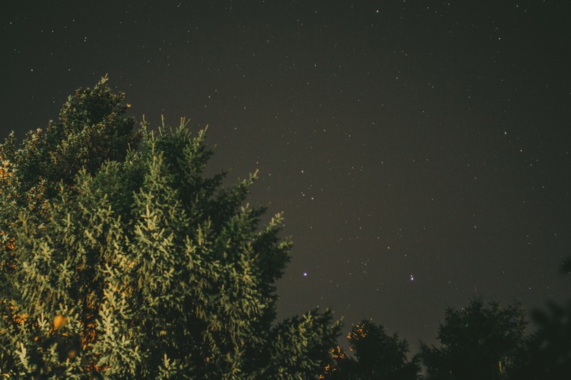trees, starry night, night, green