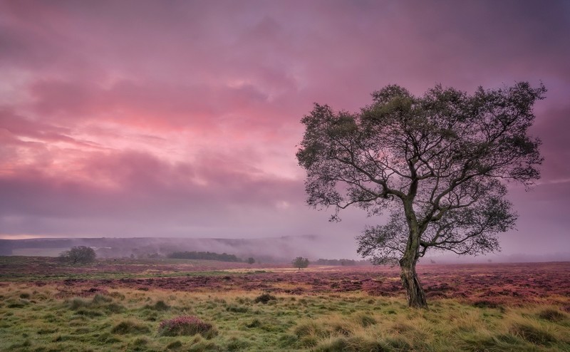 purple, sky, green, landscape, nature, trees
