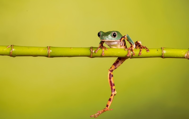 green, yellow, frog, animals, amphibian