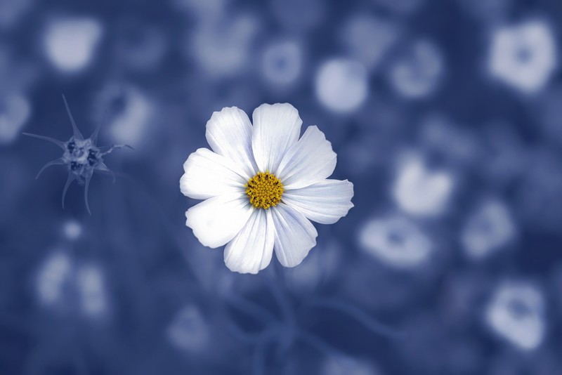 macro, blue, white, flowers, plants, white flowers