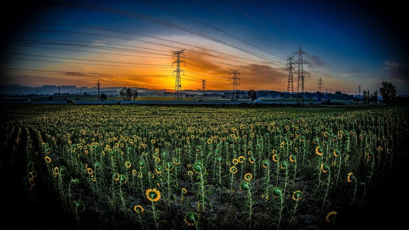 field, sunflowers, sunlight, power lines, landscape, flowers, plants, sky