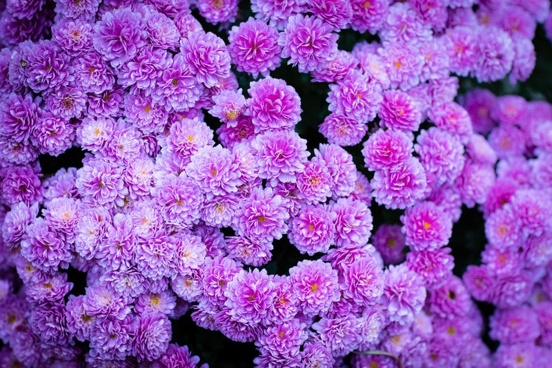 nature, flowers, plants, outdoors