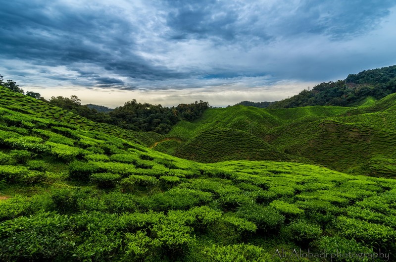 nature, landscape, hills, green, plants