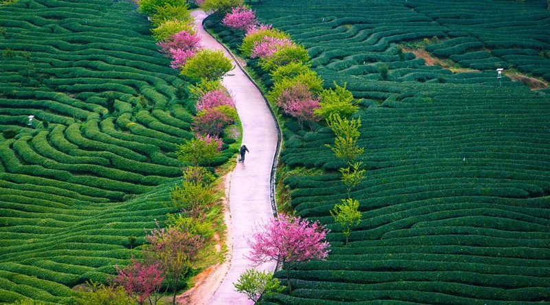 nature, landscape, field, colorful, plants, outdoors