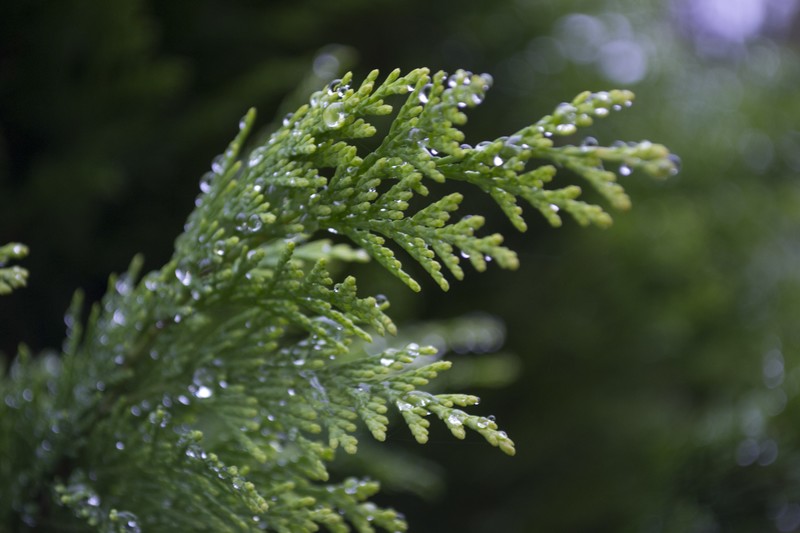 plants, green, macro, dew