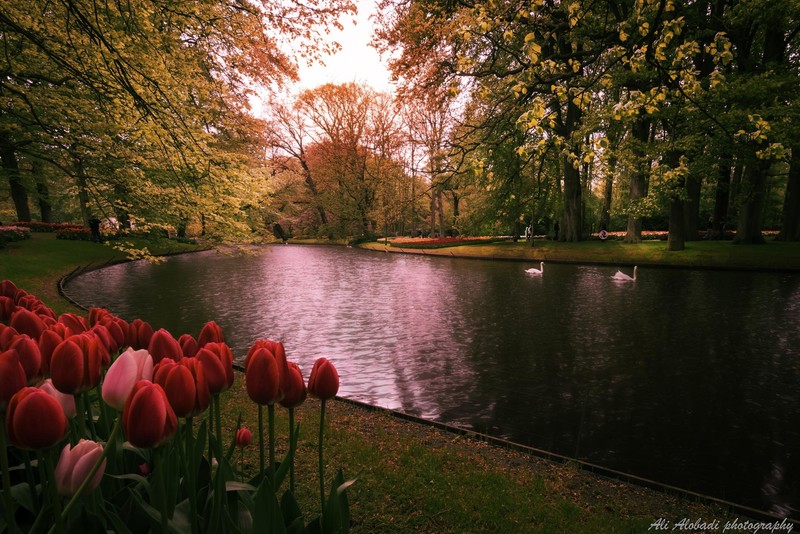 nature, landscape, tulips, river