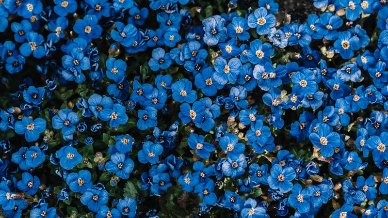 flowers, blue, bloom, plant, decorative, 4k
