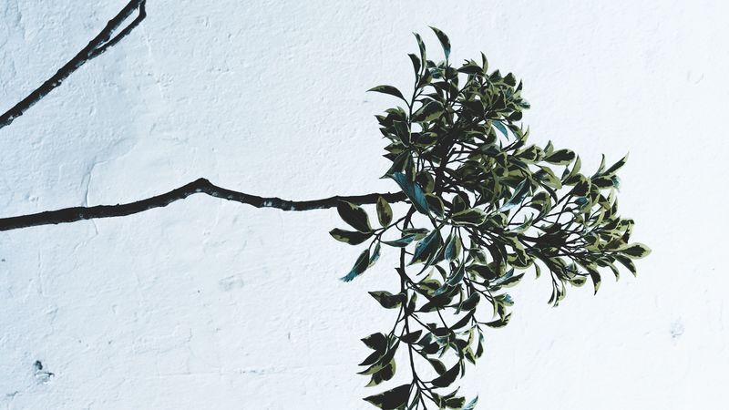 branches, leaves, plant, wall, white, 4k