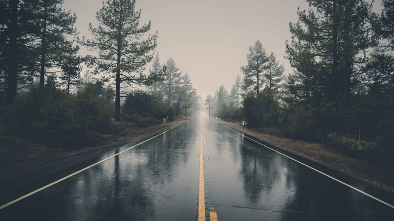 road, asphalt, rain, wet, trees, bushes, 4k