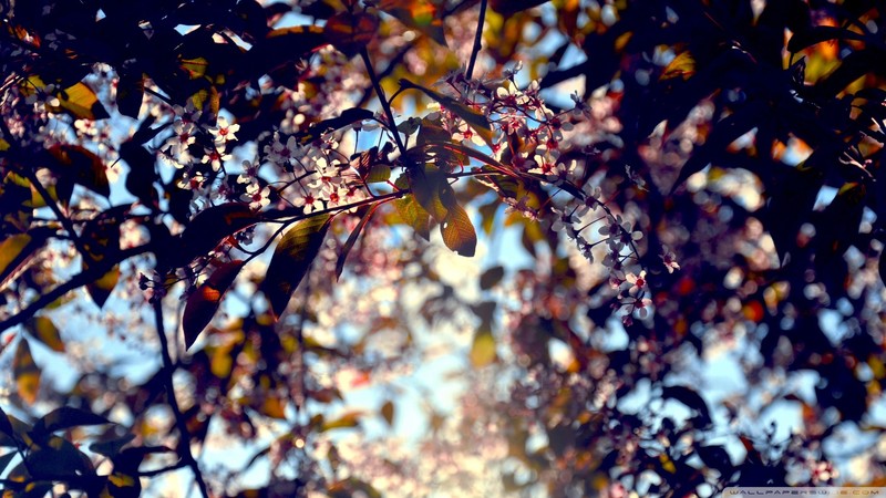 photography, landscape, leaves, sun rays, sky, closeup, depth of field
