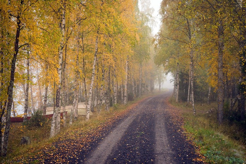 dirt road, trees, fall