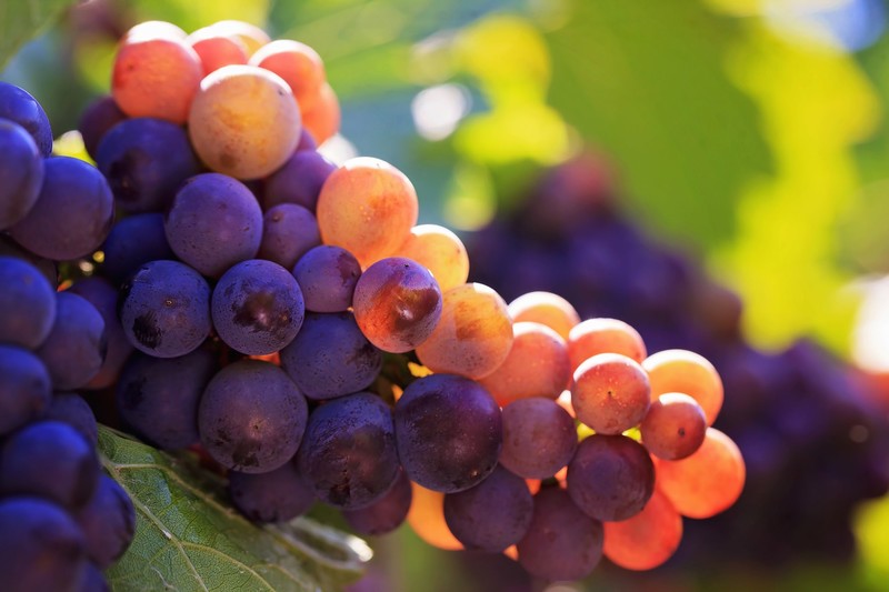 grapes, fruit, macro