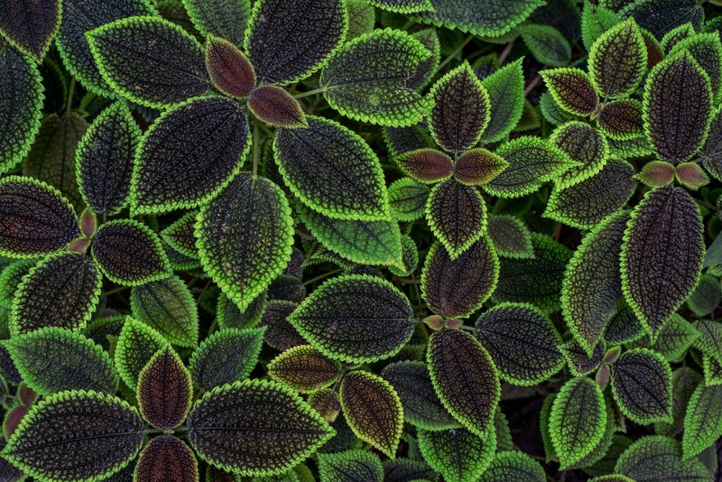 macro, leaves, plants, green, coleus