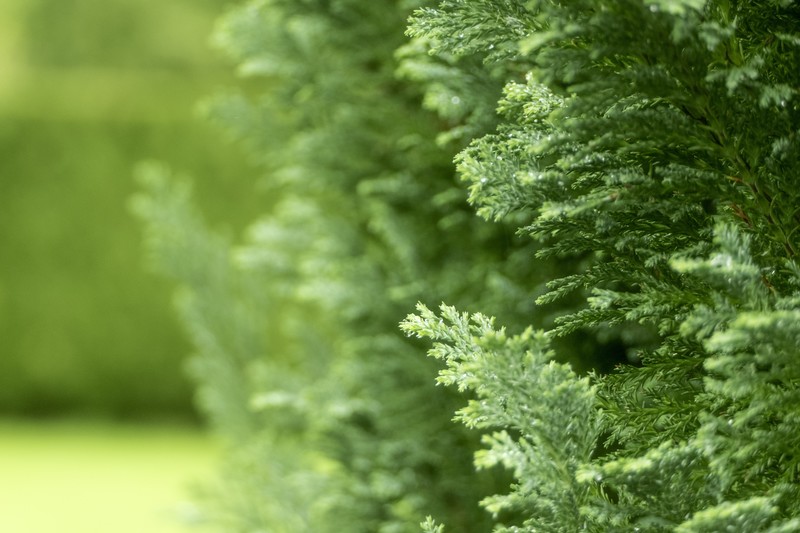 plants, fir-tree, blurred, nature
