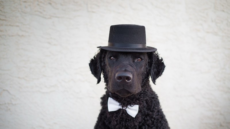 dog, animals, hat, simple background