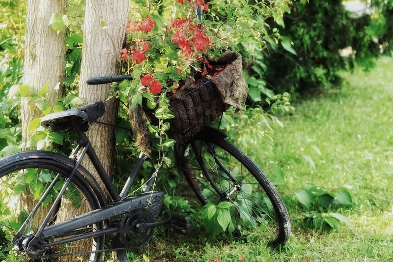 vehicle, bicycle, flowers, plants, green