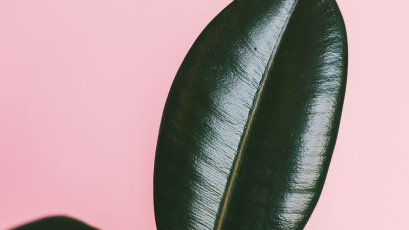 leaves, surface, green, dark, glossy, plant, 4k