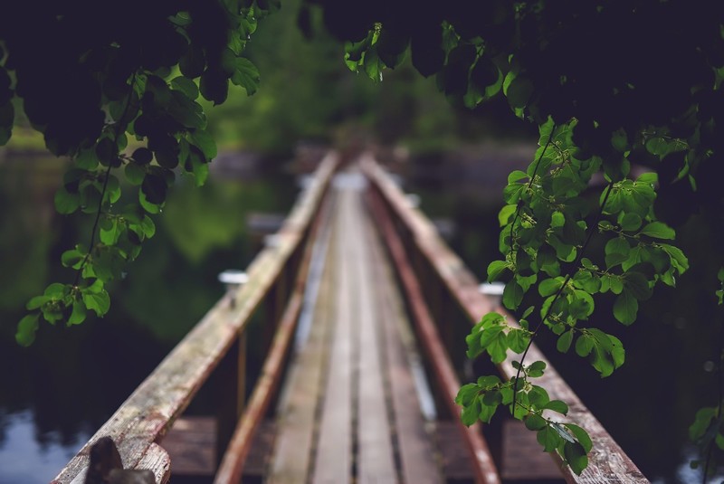 depth of field, nature, green, plants, leaves, bridge