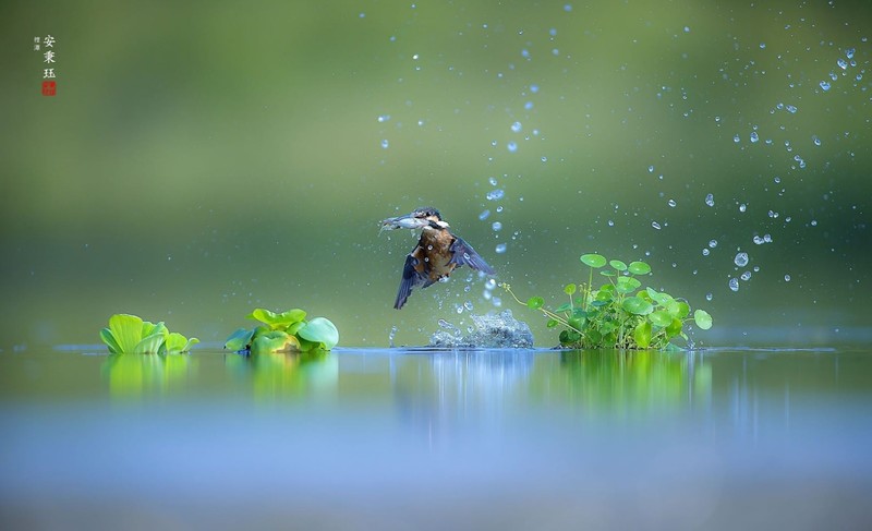 birds, water, nature, long exposure