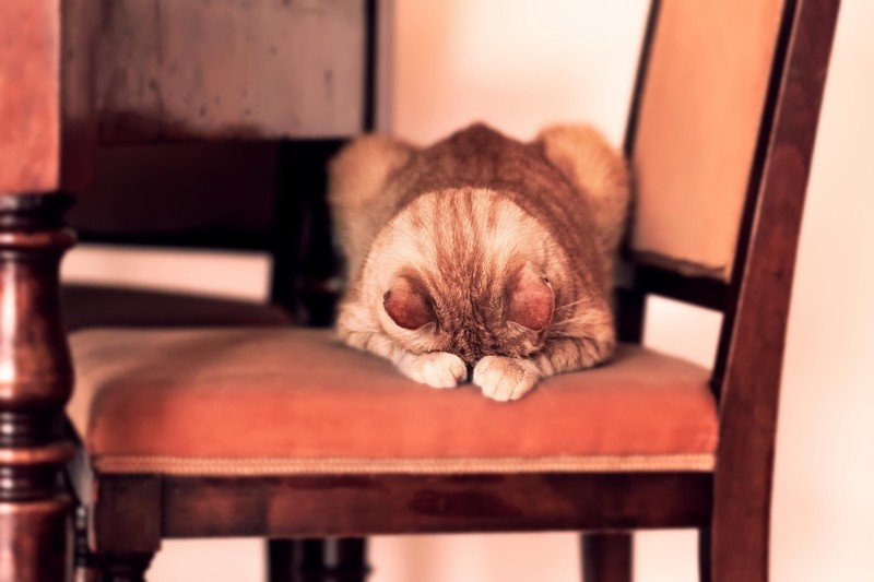 chair, animals, cats