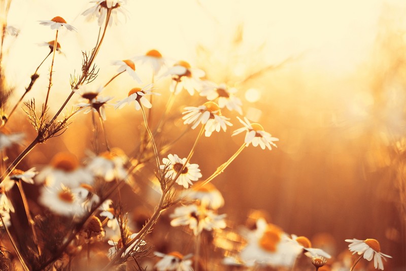 sunlight, flowers, plants