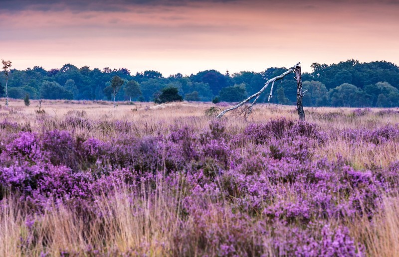 landscape, purple, plants, flowers