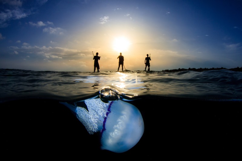 nature, sea, water, men, underwater, silhouette, jellyfish, closeup, sunrise, Sun, clouds, bubbles