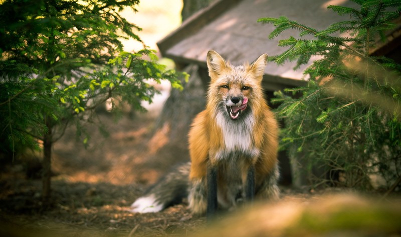 fox, animals, outdoors, trees