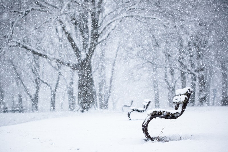 park, trees, bench, winter