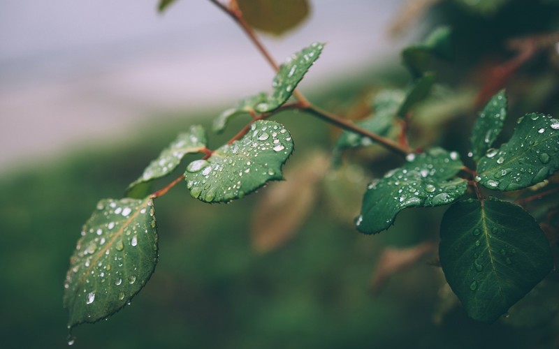 leaves, green, nature, water drops