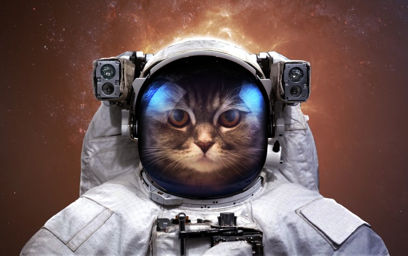 astronaut, cats, space, humor, Vadim Sadovski