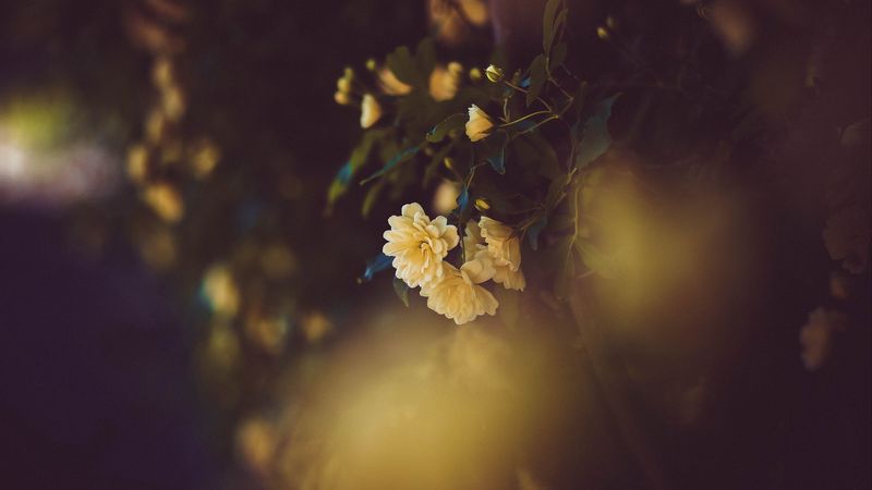 rose, flower, yellow, flowering, bush, 4k