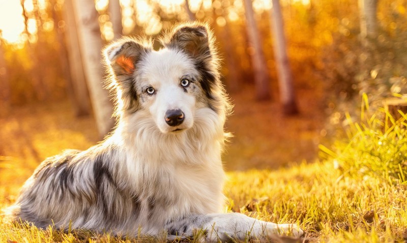nature, animals, dog