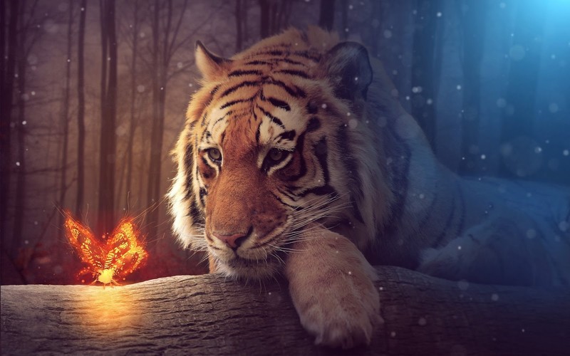 tiger, animals, depth of field